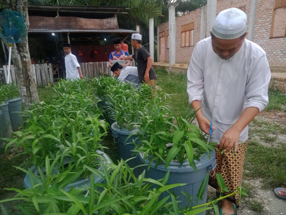 Panen Raya Kangkung Hidroponik di Pondok Pesantren Nurul Furqon Siak